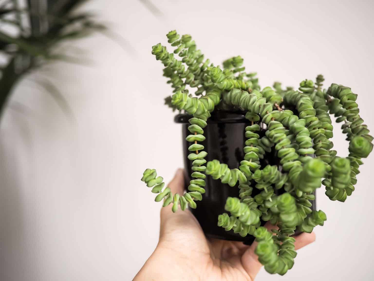 Pianta Grassa Crassula Hottentot - Rock Thick Leaf - Vaso 8,5 Cm - Altezza 8-12 Cm