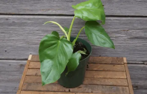 type of plant philodendron giganteum