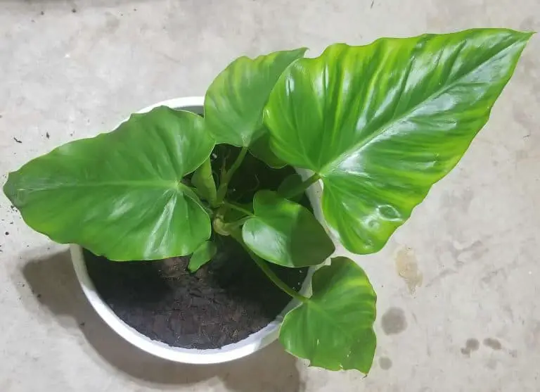 Philodendron Giganteum- How To Help Them THRIVE!