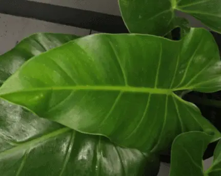 philodendron giganteum big leaf