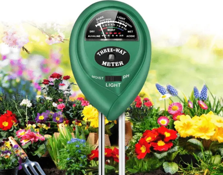 Philodendron Giganteum Complete Care Guide Above and Beyond Gardening