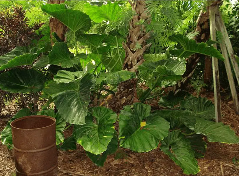 philodendron giganteum in the ground