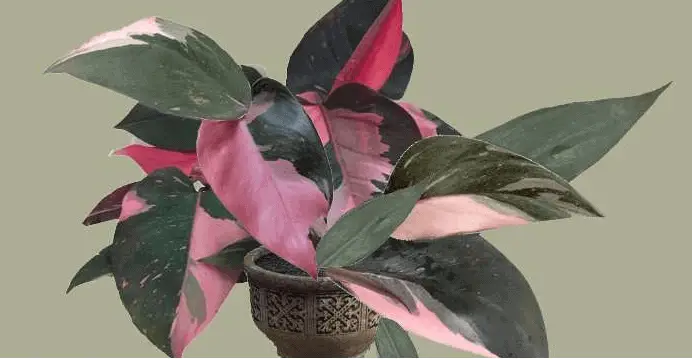 philodendron pink princess