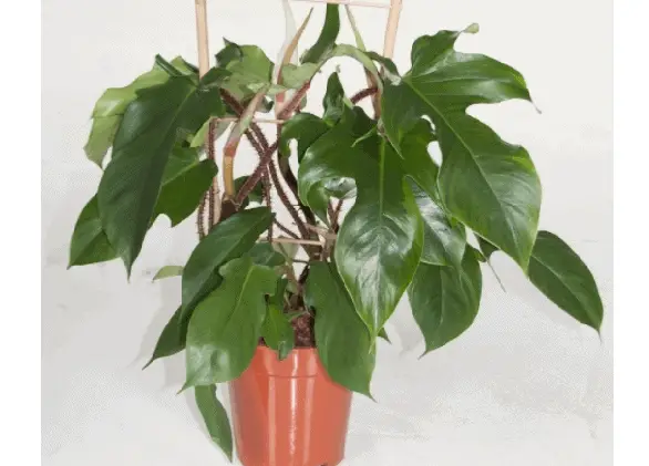 philodendron squamiferum