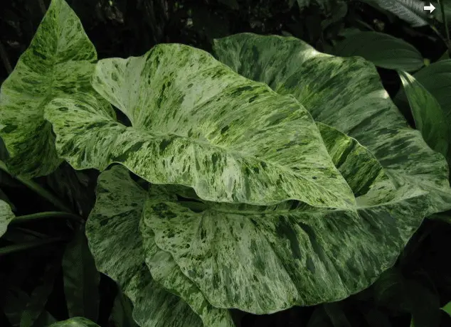 variegated philodendron giganteum