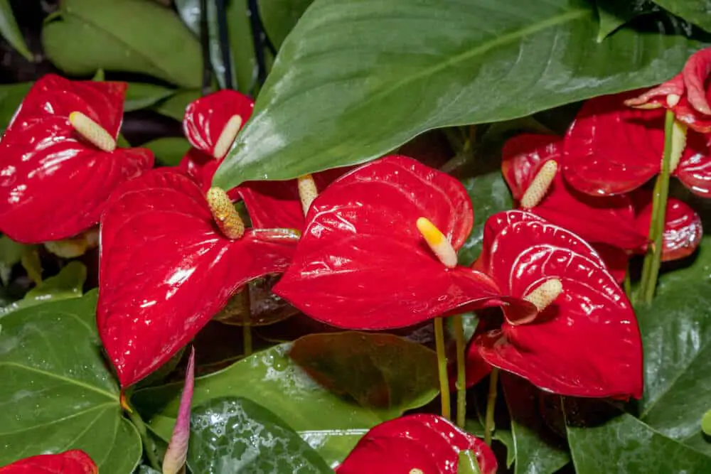 anthurium andraeanum