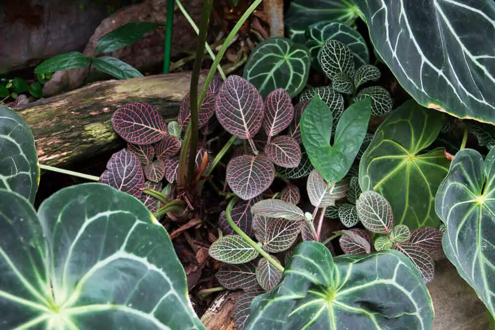 Anthurium Magnificum