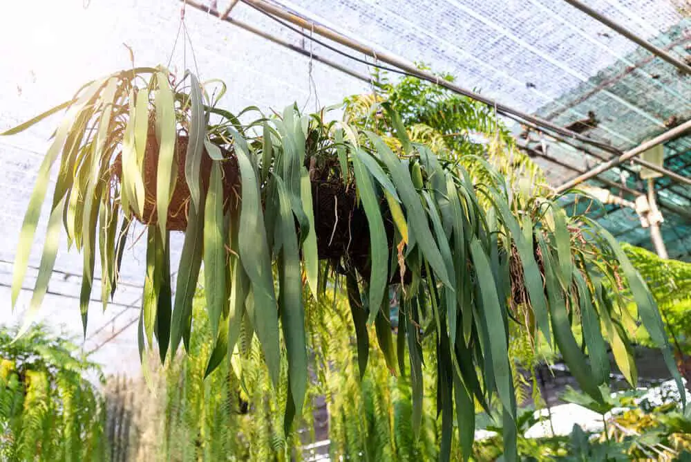 anthurium vittarifolium