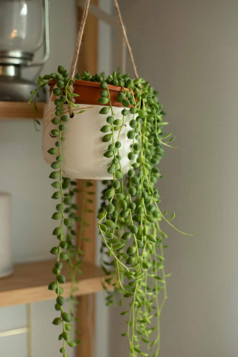 Why Is My String Of Pearls Dying: How to Revive It and Ensure It Doesn’t Happen Again