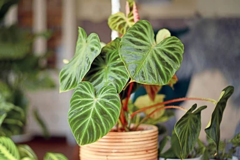 How to Care for Philodendron Verrucosum: Essential Tips