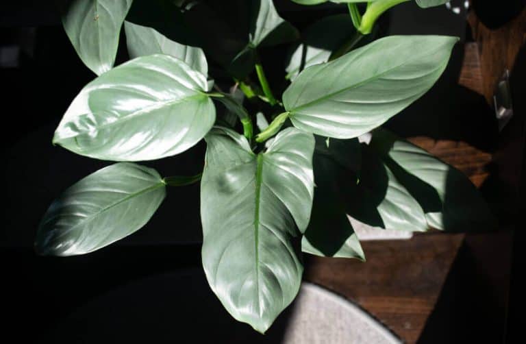 Philodendron Hastatum: The Beginners Care Guide