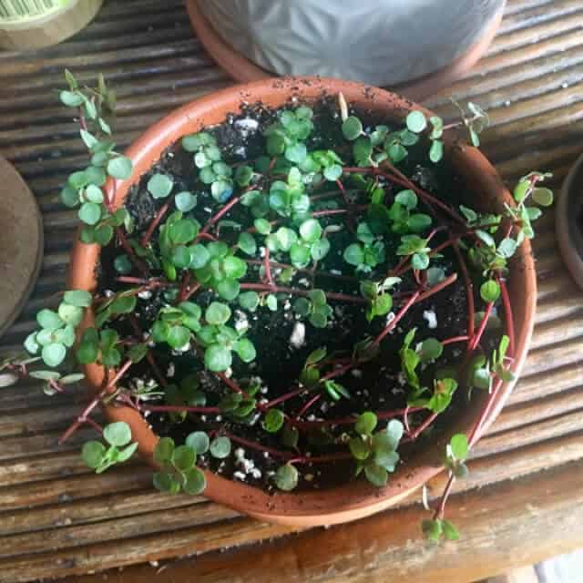 pilea glauca repotting