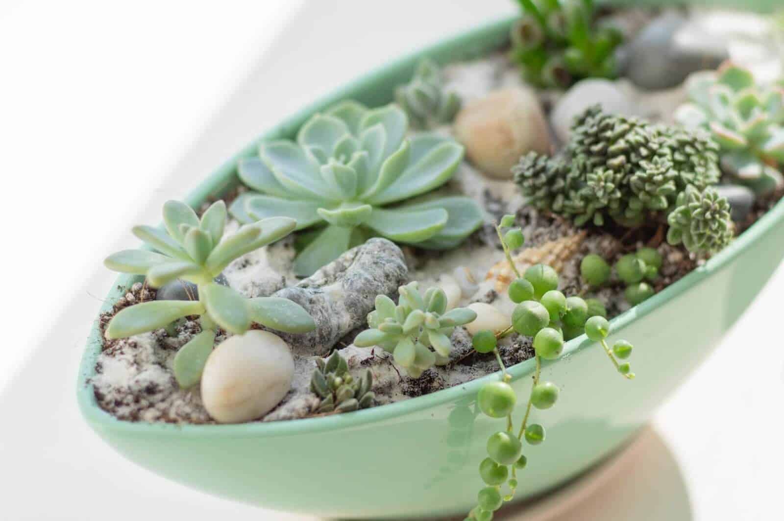 Why Is My String Of Pearls Dying: How to Revive It and Ensure It Doesn ...