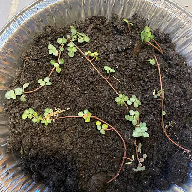 pilea glauca propagation