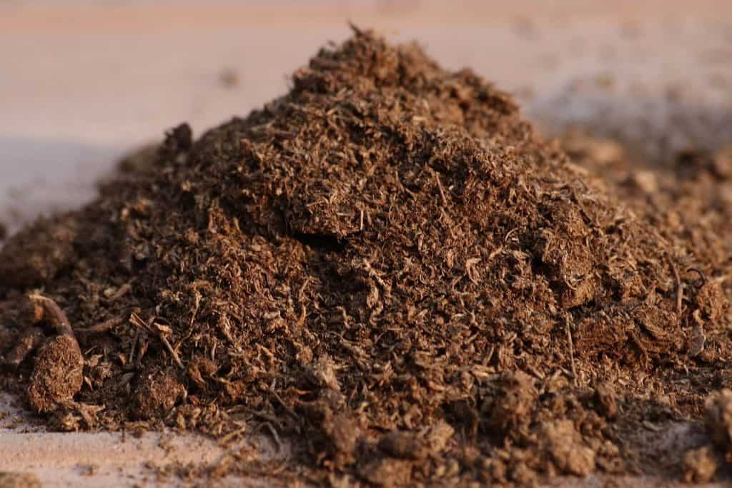 pilea glauca soil