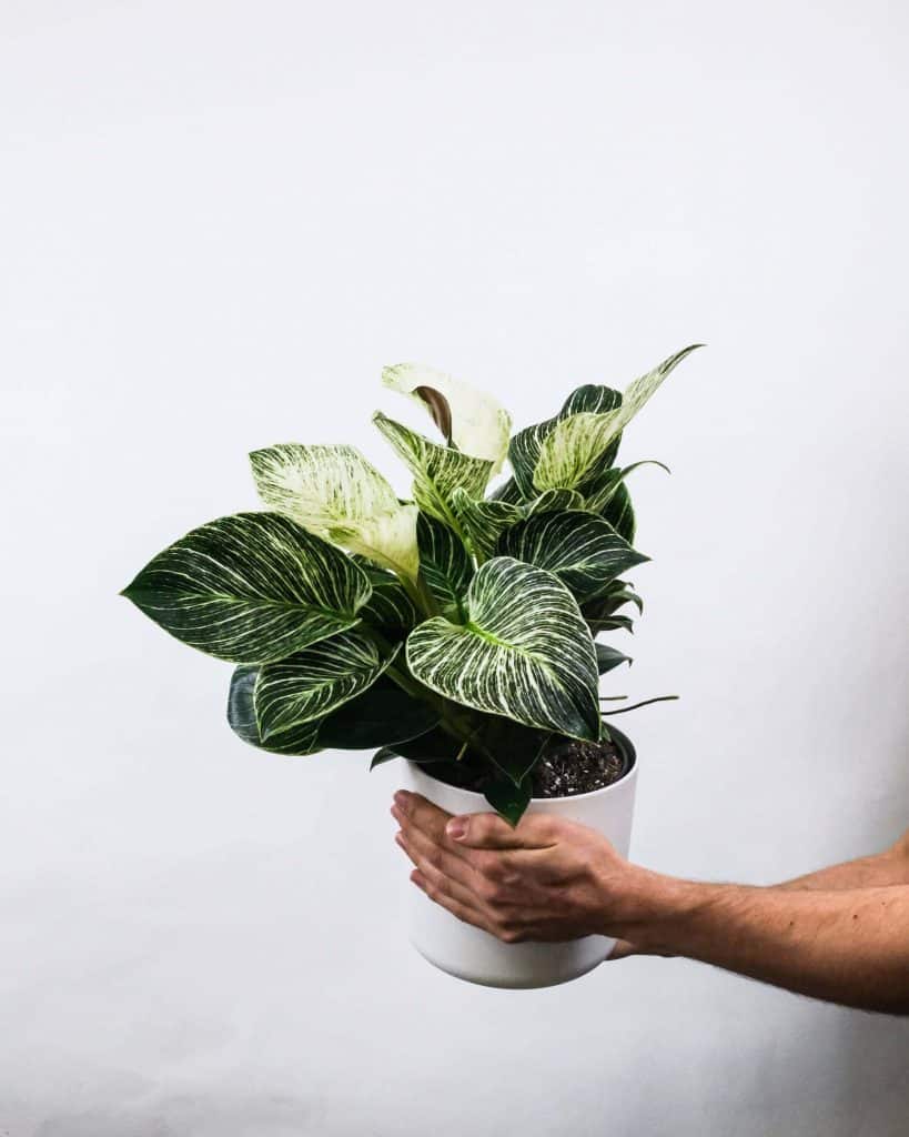 philodendron birkin repotting