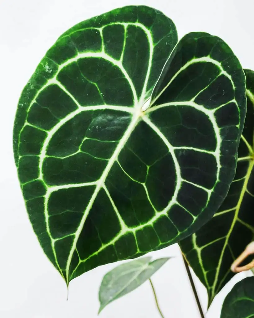 anthurium clarinervium leaf