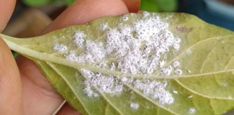 are mealybugs harmful to dogs