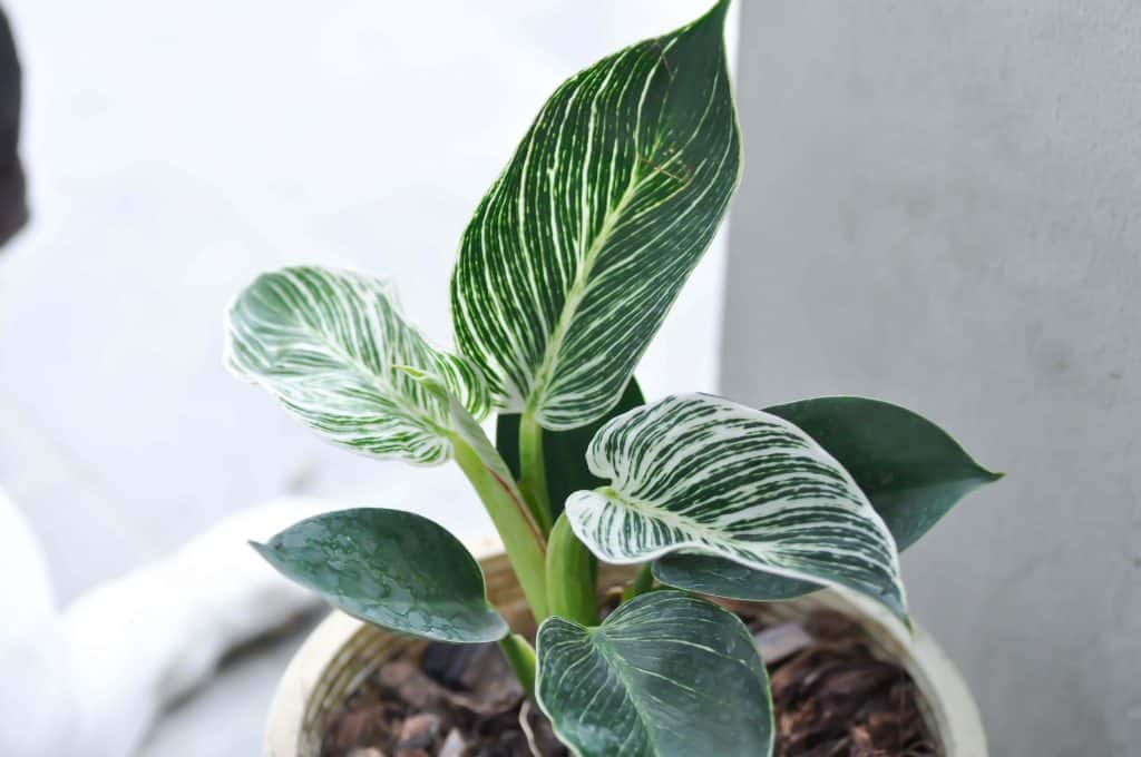 philodendron hastatum indoor pot