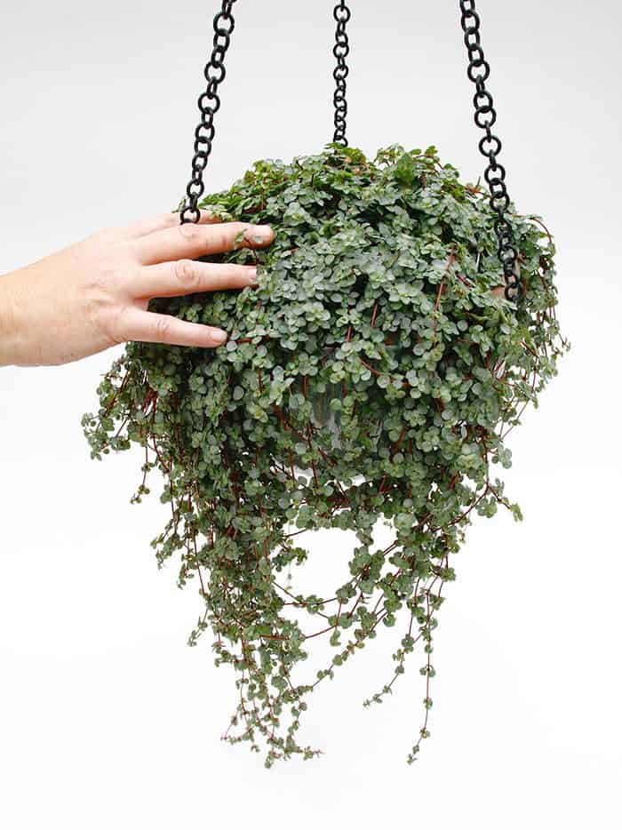 Pilea Glauca hanging basket