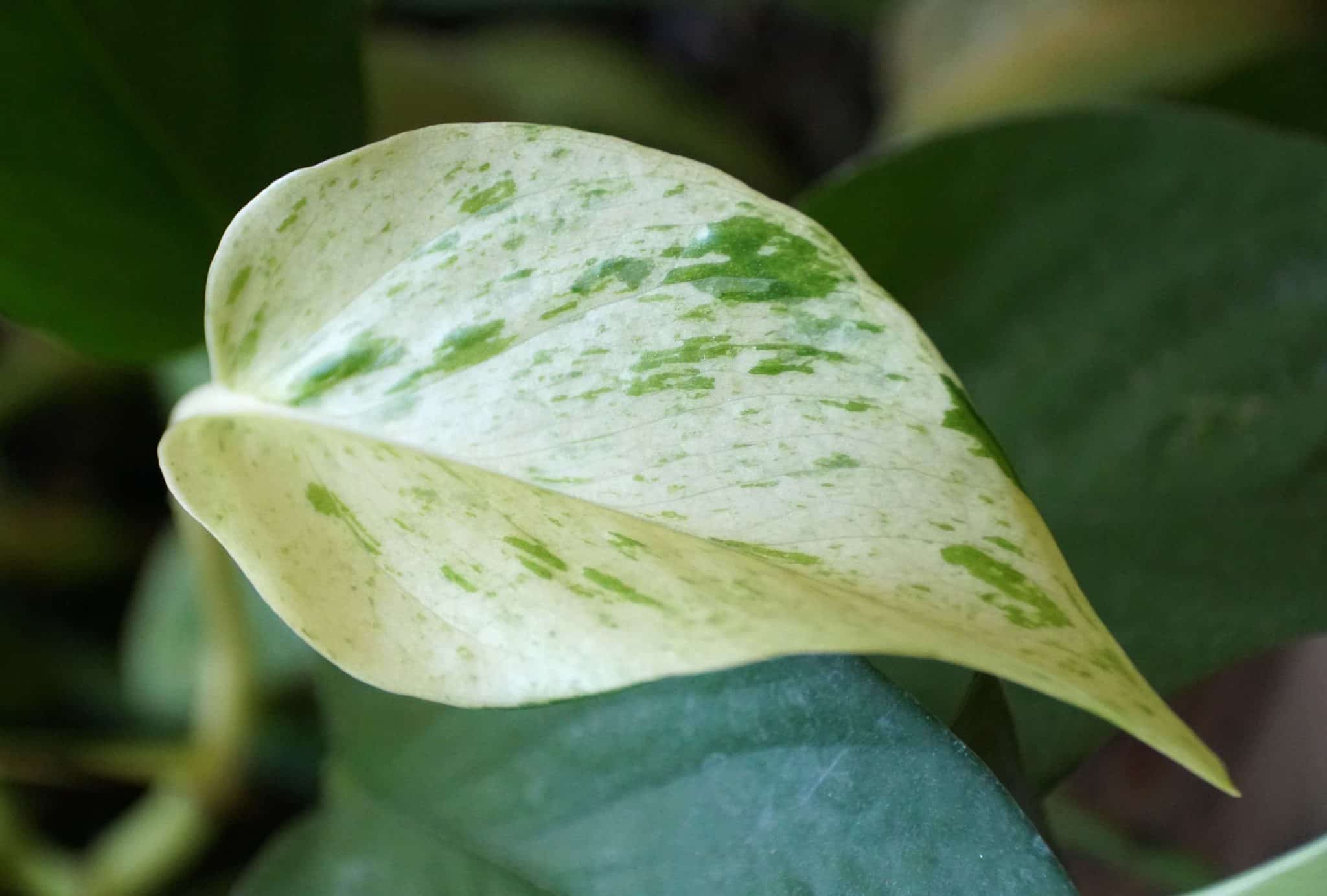 Snow Queen Pothos - Easy to Follow, Grow Care Guide - Above and Beyond ...