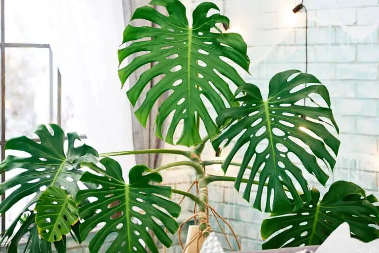 All You Need to Know About Propagating Monstera