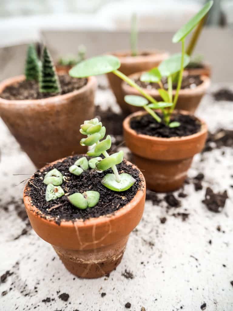 All You Need To Know About Propagating Peperomia