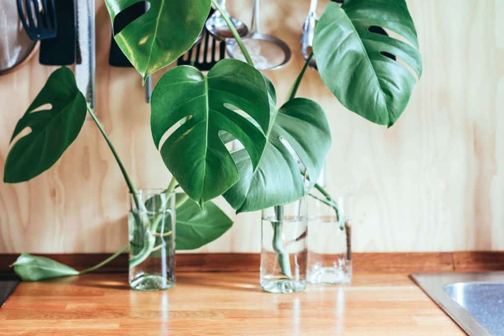 monstera propagation