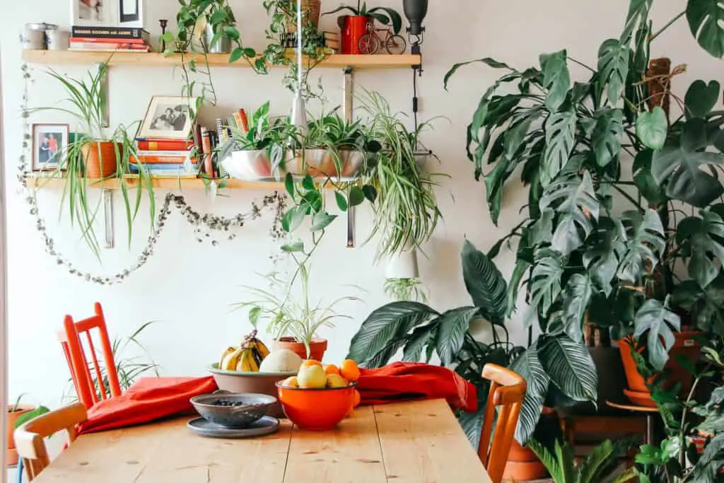 monstera dining corner