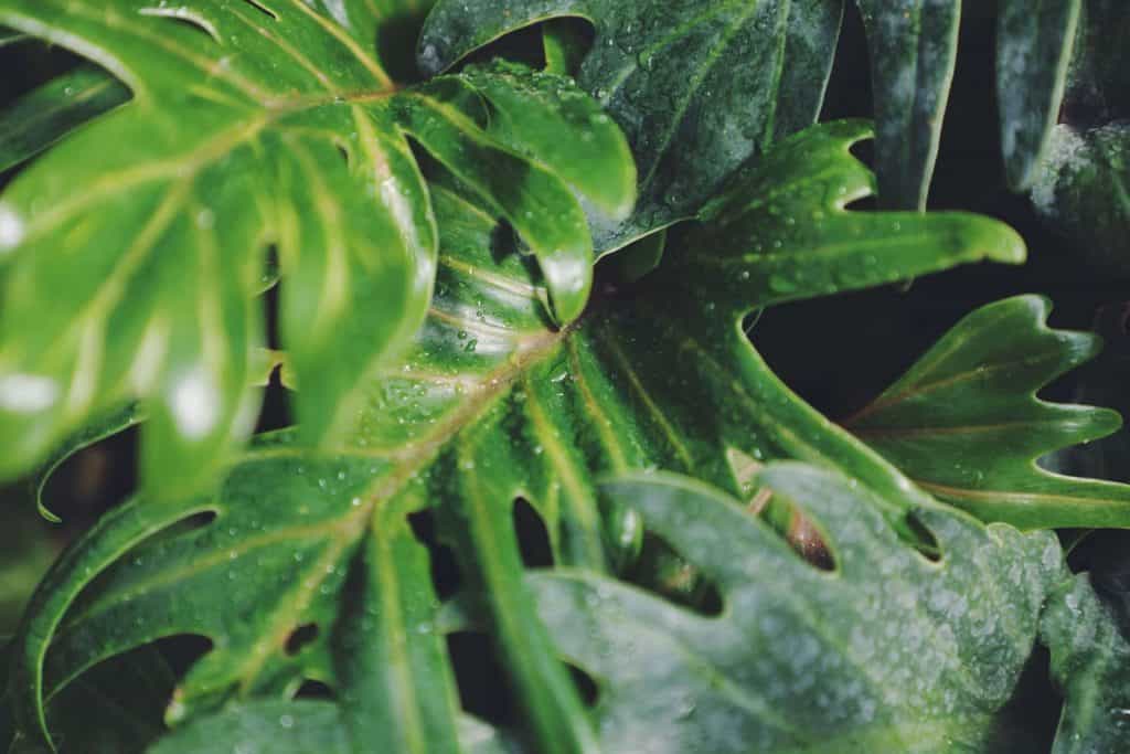 split leaf philodendron