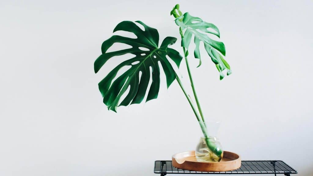 monstera light