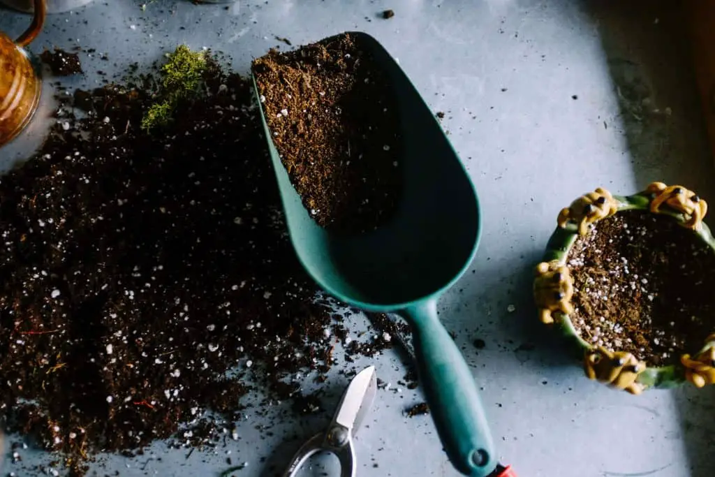 monstera potting soil