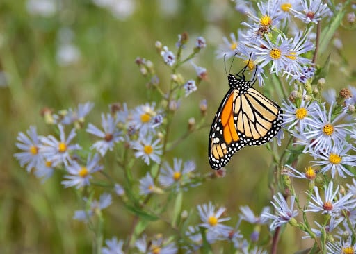 insects permaculture