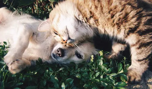 pets in permaculture