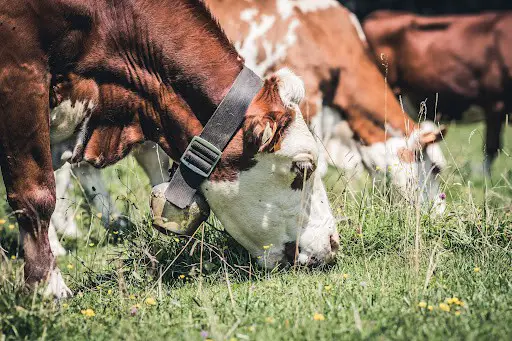 permaculture cows