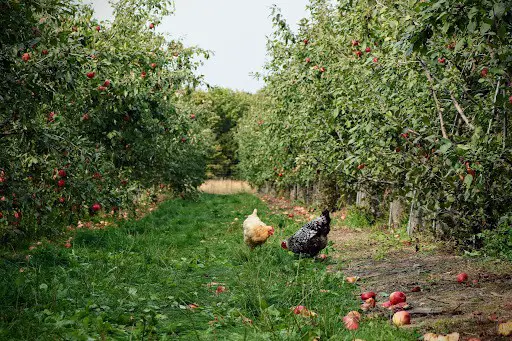 chickens in permaculture