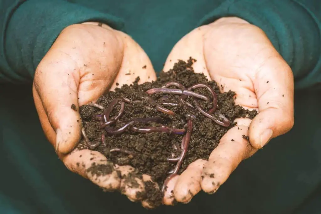 permaculture vegetable garden worms