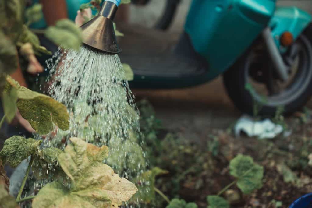 overwatering scindapsus plant