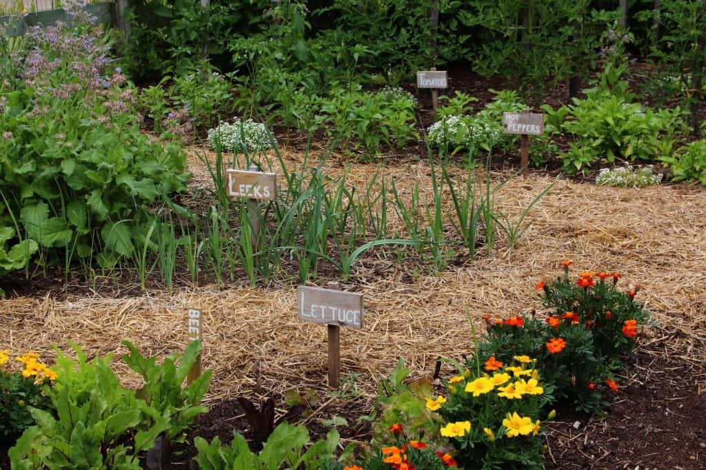 permaculture vegetable garden