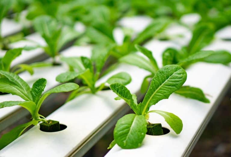 7 Best Hydroponic Nutrients for Vegetables