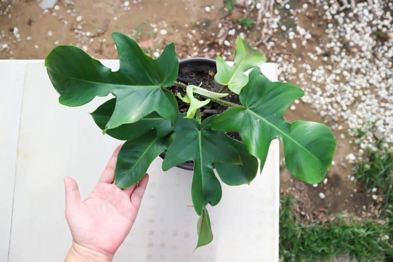 Philodendron Pedatum – Caring for Exotic Indoor Plant