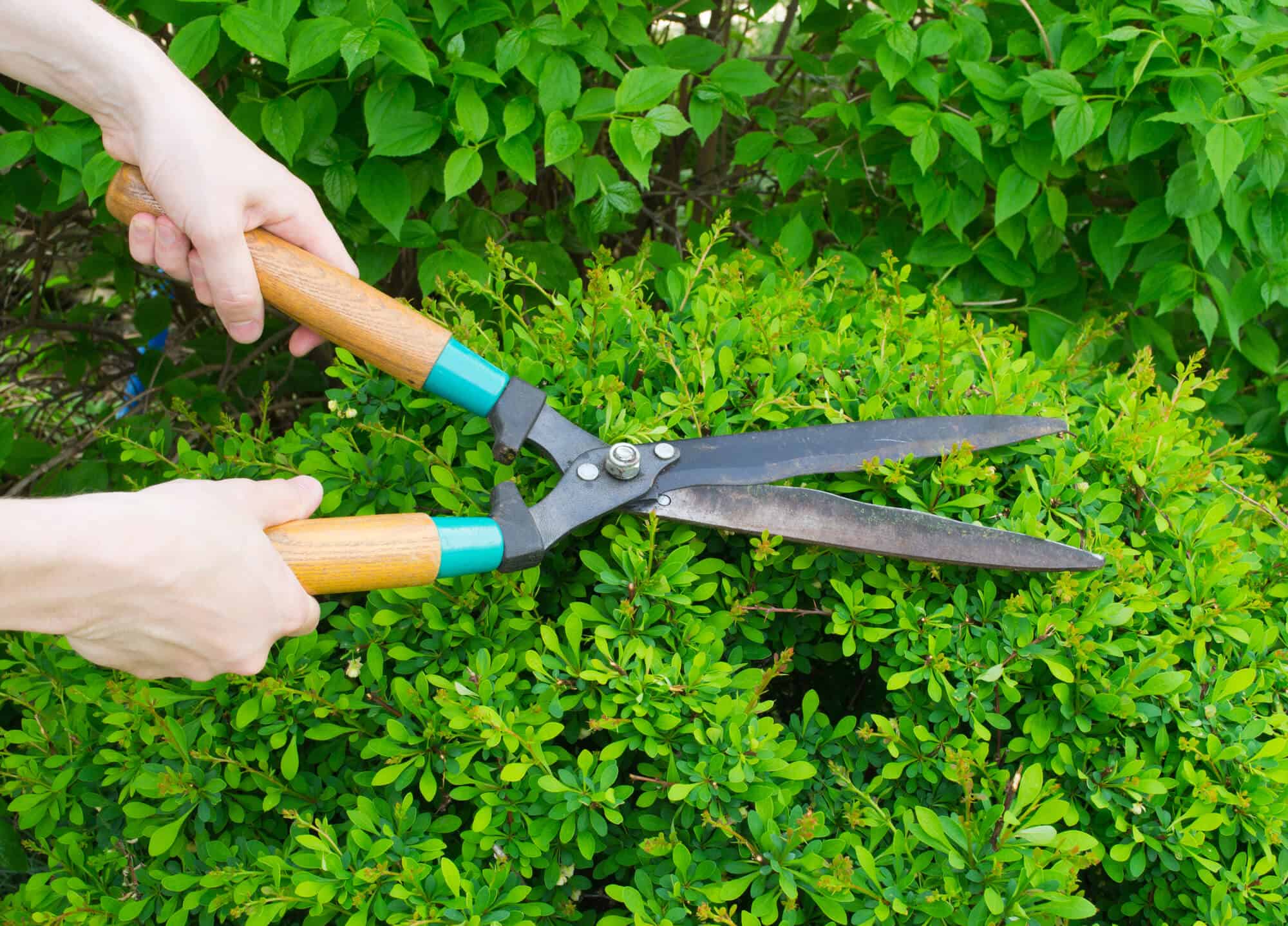 Top 11 Best Hedge Shears - Above and Beyond Gardening