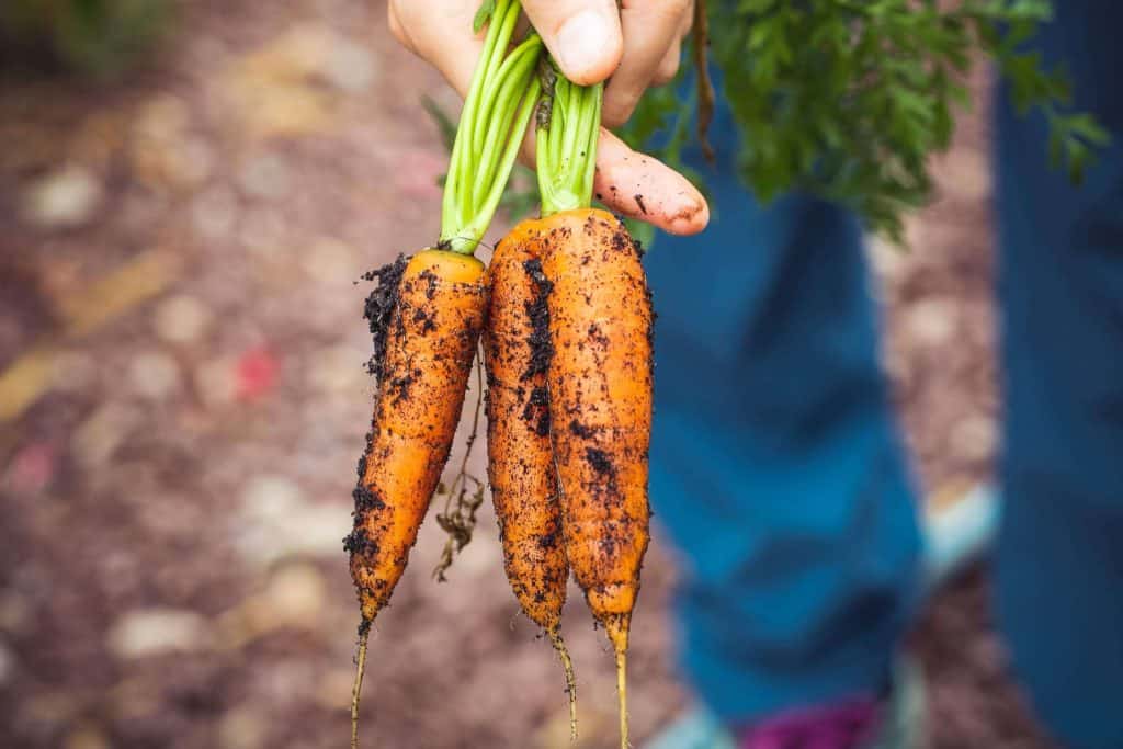 permaculture vegetable garden