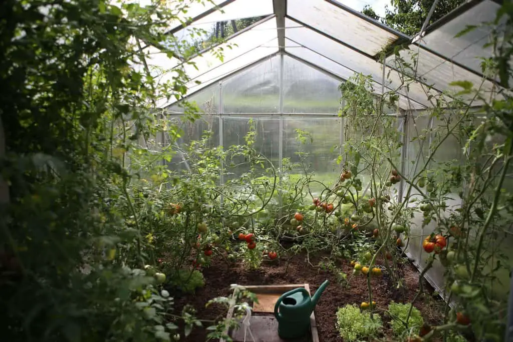 permaculture vegetable garden greenhouse