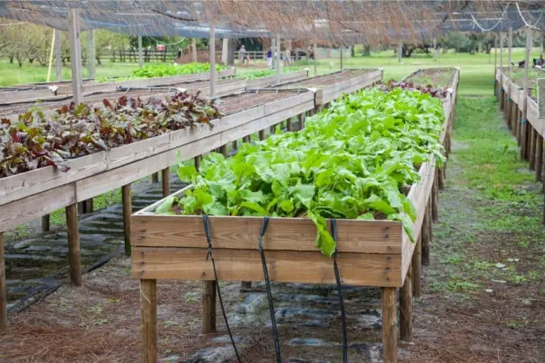Best Vegetables To Grow In Raised Beds: 11 Delicious Crops!