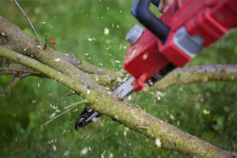 5 Best Hand Saw For Cutting Trees [2022 Guide]