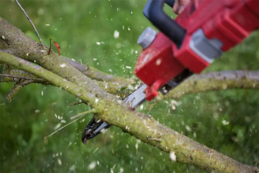 Best hand saw for cutting trees