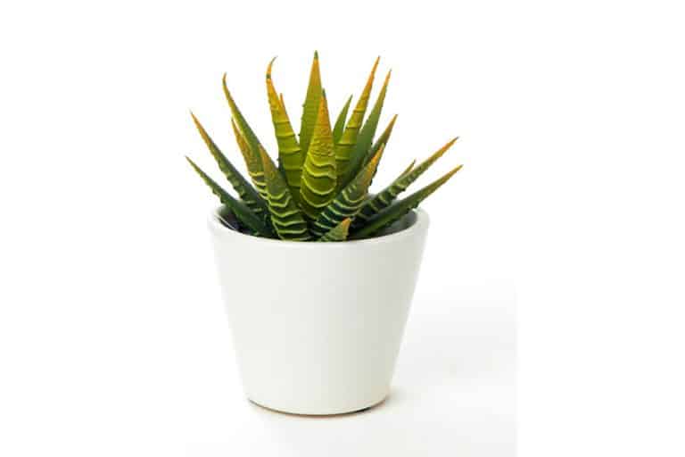 Best Pots For Aloe Plants In 2022!