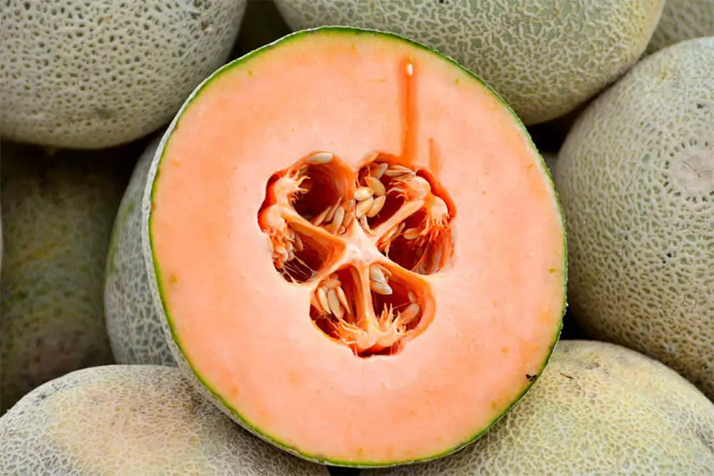 When Are Cantaloupes In Season [+Harvesting Tips!]