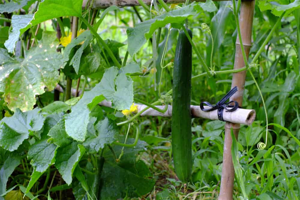 How Many Cucumbers Per Plant 2022